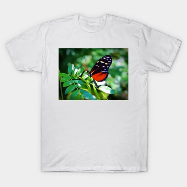 Tiger Longwing Butterfly T-Shirt by Cynthia48